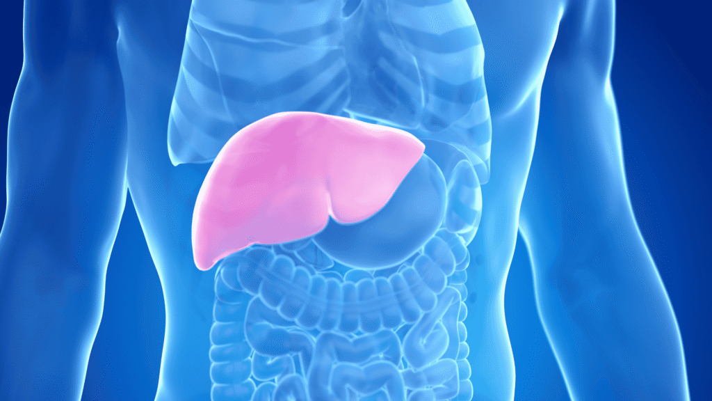 Quanto Tempo Leva para Reverter a Gordura no Fígado com Acompanhamento