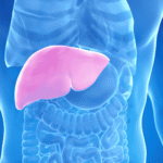 Quanto Tempo Leva para Reverter a Gordura no Fígado com Acompanhamento