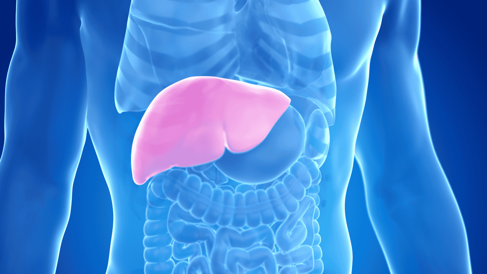 Quanto Tempo Leva para Reverter a Gordura no Fígado com Acompanhamento